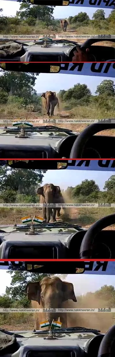 Elephant - mudumalai tiger reserve
